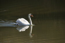 Cygne tuberculé - mâle