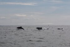 Grands Dauphins