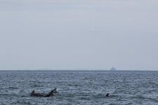 Grands Dauphins