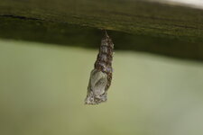 De la Chenille à la Chrysalide (2)