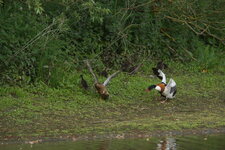 Défense du territoire entre canards
