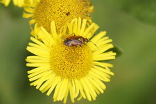 Deraeocoris ruber
