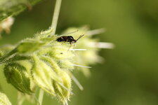 Deraeocoris ruber