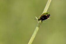 Deraeocoris ruber - sous réserve