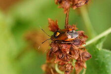 Deraeocoris ruber