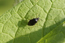 Deraeocoris ruber