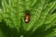 Deraeocoris ruber juvénile - sous réserve