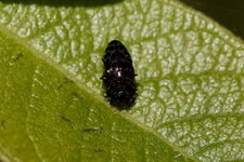 Dermestes sp.