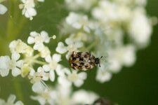 Dermeste sp.