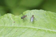Dolichopus popularis - sous réserve