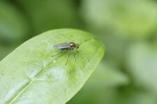 Dolichopus popularis - sous réserve