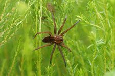 Dolomedes fimbriatus