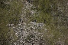 Dortoir-maternité à Cormorans