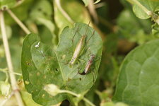 Dragouille entre Conocephalus dorsalis