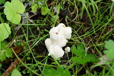 Drôle de champignon