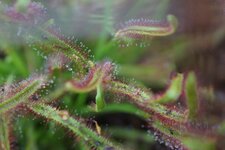 Drosera sp.