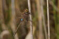 Anax ephippiger