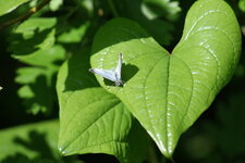 Coeur de papillon