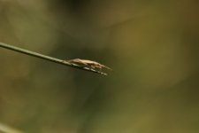 Notostira elongata - sous réserve