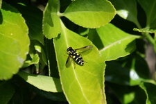 Syrphe
