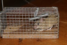 Voisine de confinement