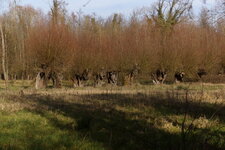 Alignement de trognes