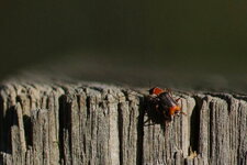 Cantharis lateralis - sous réserve