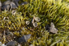 Cladonia sp.