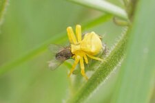 Misumène cagneuse