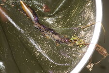 Triton crêté