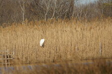 Grande aigrette