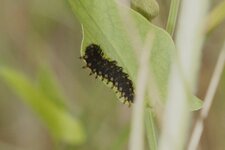 Chenille de la Diane
