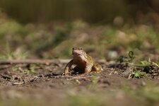 Grenouille rousse