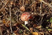 Amanite tue-mouche