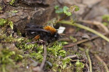 Andrena clarkella