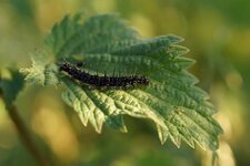 Chenille de Paon du jour