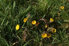 Tussilage