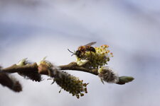 Abeille solitaire...