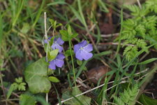 Petite pervenche