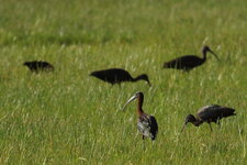 Ibis falcinelle