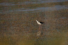 Echasse blanche