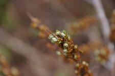 Inflorescence d
