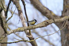 Mésange charbonnière