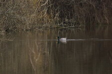Canard colvert