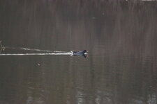 Gallinule poule d