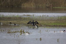 Grand cormoran