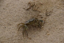 Crabe