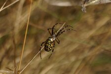 Argiope frelon