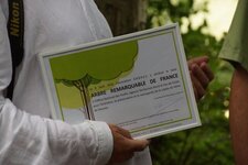 Hêtre remarquable