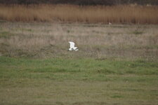 Aigrette garzette